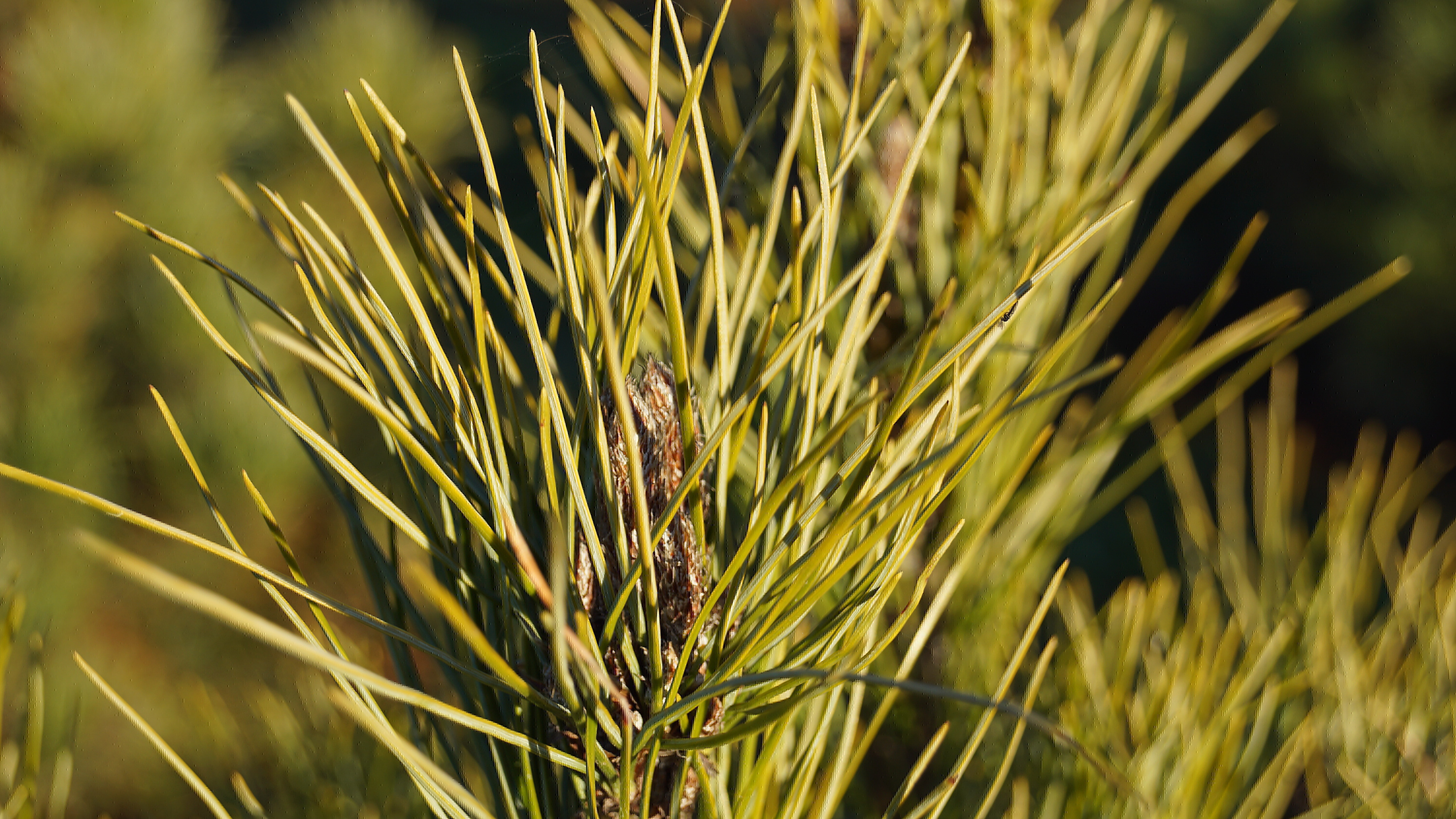Pinus cembra (1)-1